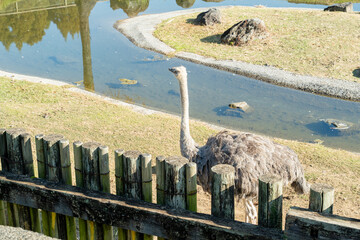 ダチョウが歩く穏やかな園内風景
