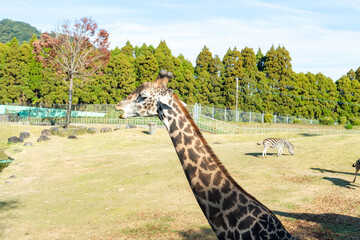 陽光浴びるキリンの美しい横顔ショット