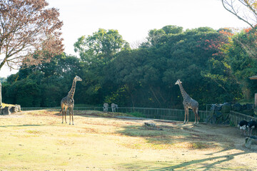 キリンとシマウマが共存する穏やかな草原