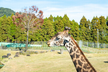自然に調和するキリンの悠然とした表情