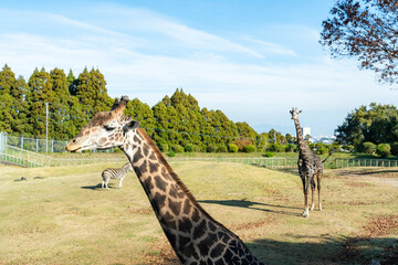 広い草原をゆったり歩くキリンの魅力風景