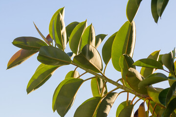 Fototapeta premium Rubber plant leaves growing against blue sky