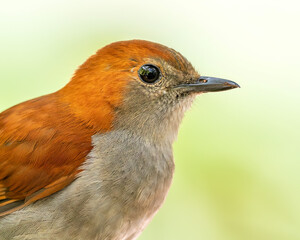 Close up portrait of a female Ryukyu Robin