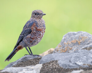 Juvenile blue rock thrush on a rock