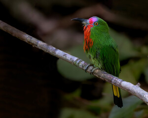 Stunning Red bearded bee-eater
