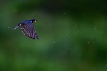 Swallow flies in the rain 