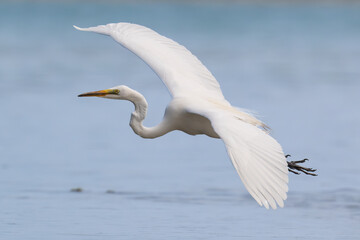 Great egret flies close by over the ocean