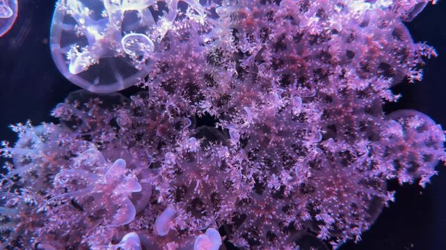 美しいサカサクラゲの映像