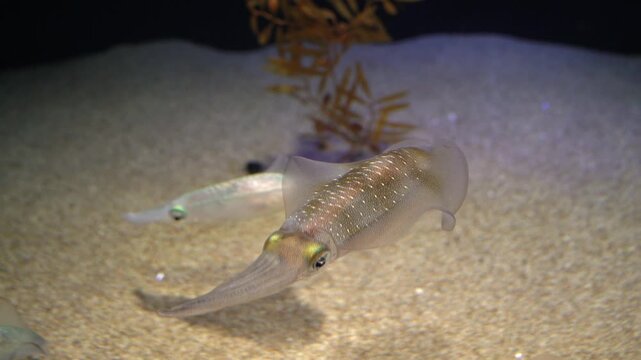 釣りで人気のアオリイカの映像