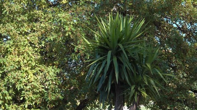 Sword-like green leaves of Spineless Yucca radiate from a thick trunk in a shaded summer garden, surrounded by deciduous foliage and soft light. 