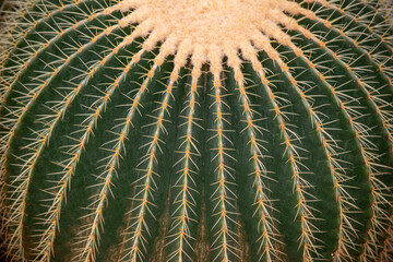 サボテン金鯱の背景