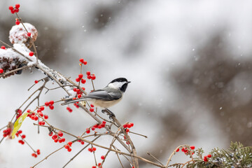 Black Capped Chickadee on berry branch during snowfall © Joni Welda  