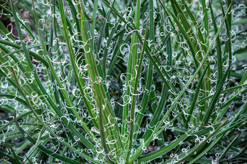 不思議な白い糸で飾られたアガベ　滝の白糸の葉テクスチャ