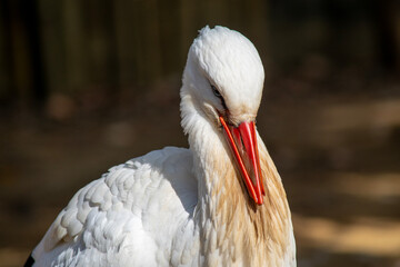 コウノトリ科の白い鳥　シュバコウ