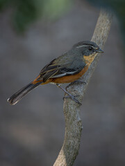 Delicate colorful bird of the forest edge, buff-throated warbling finch (Microspingus lateralis) 