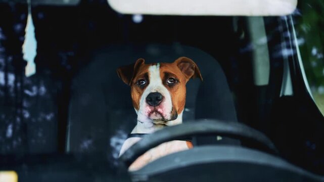 Dog sitting behind the steering wheel inside a parked car, seen through the windshield