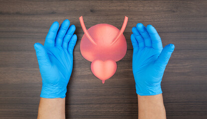 A doctor's hands display a prostate on a cardstock mockup. Concept of early prostate cancer detection. PSA test awareness. Healthy lifestyle