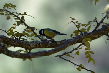Green-backed Tit Showing Detailed Feather Patterns
