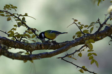 Green-backed Tit Showing Detailed Feather Patterns © Bhutan Japan Nature