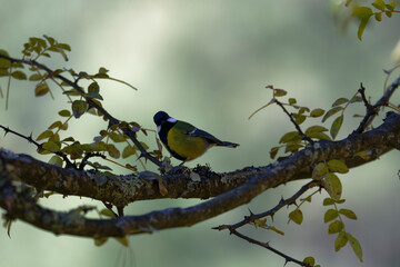 Green-Backed Tit Perched on Branch