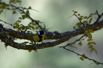 Green-Backed Tit in Natural Woodland Setting