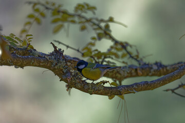 Wild Green-Backed Tit on Branch Close-Up