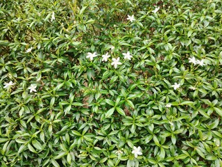 Detailed texture shot of an evergreen plant with contrasting dark green leaves and pristine white blossoms.