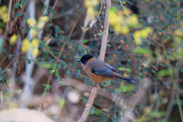 Natural Habitat Red-faced Liocichla Photography