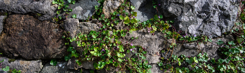 Closeup of historic stone wall with tiny purple flowers of delicate Ivy-Leaved Toadflax, Cymbalaria muralis, plant growing out of cracks, Isle of Skye, Scotland, UK
