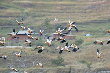 Flock of Waterfowl Flying Across Mountainous Terrain
