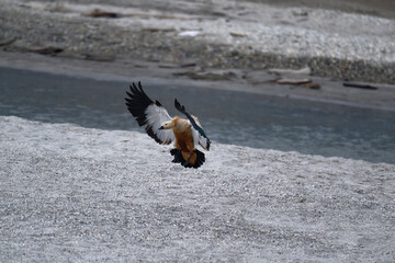 Beach Scene: Ruddy Shelduck Landing in Motion
