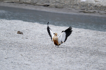 Wildlife Photography of Ruddy Shelduck Landing