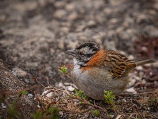 A quiet Rufous-collared sparrow or Andean sparrow (Zonotrichia capensis) in arid background