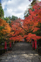 Naklejka premium Autumn scenery of Horin-ji Temple in Arashiyama, Kyoto, Japan