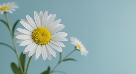 Fototapeta premium Delicate Daisies on Pastel: A captivating close-up of daisies, showcasing pristine white petals radiating from sunny yellow centers against a gentle pastel backdrop.