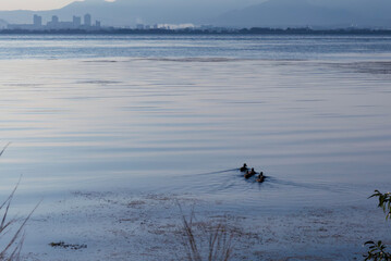 琵琶湖の朝　水鳥がゆっくりと水面を泳いでいく　滋賀県大津市