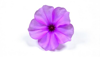 Obraz premium violet flower isolated on white