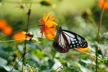 コスモスにとまるアサギマダラ