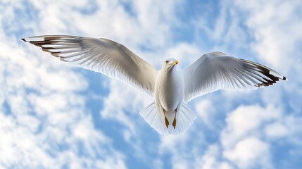 Obraz premium white dove against a sky generative ai