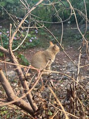 wild deer in the grass