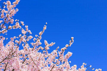 桜花と青空