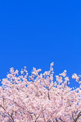 桜花と青空