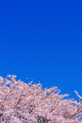 桜花と青空
