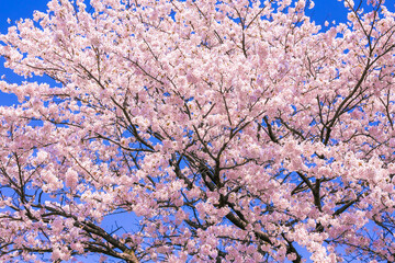 桜花と青空