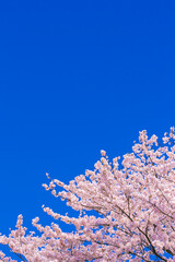桜花と青空