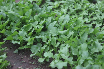 Fototapeta premium Dense grouping of young, round-leaf mustard greens fills the entire garden frame. 
