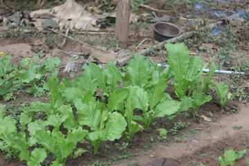 Vibrant rows of leafy green vegetables thrive in a well-tended outdoor garden plot.	
