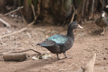 A dark duck with a subtle iridescent turquoise sheen on its wings walks across the dry ground.