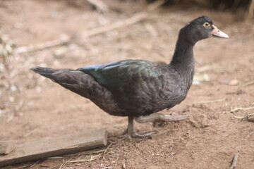 A dark duck with a subtle iridescent turquoise sheen on its wings walks across the dry ground.