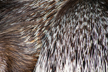 ヤマアラシの針毛の毛並みテクスチャ